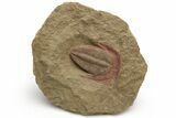 Lower Ordovician Harpides Trilobite - Zagora, Morocco #233380-1
